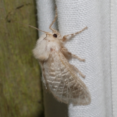 Doratifera pinguis (Pale Cup Moth) at Freshwater Creek, VIC - 20 Oct 2022 by WendyEM