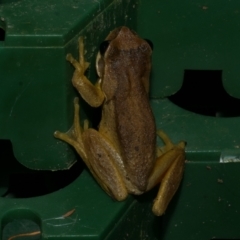 Litoria ewingii (Ewing's Tree Frog) at Freshwater Creek, VIC - 20 Oct 2022 by WendyEM