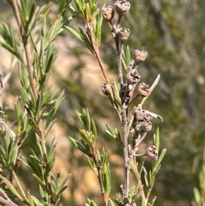 Kunzea ericoides at Pialligo, ACT - 8 Aug 2024 12:54 PM