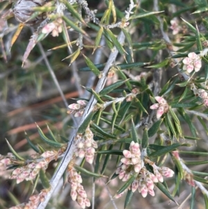 Lissanthe strigosa subsp. subulata at Pialligo, ACT - 8 Aug 2024