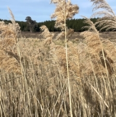 Phragmites australis (Common Reed) at Pialligo, ACT - 8 Aug 2024 by JaneR