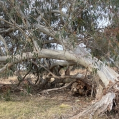 Eucalyptus pauciflora subsp. pauciflora (White Sally, Snow Gum) at Pialligo, ACT - 8 Aug 2024 by JaneR