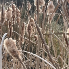 Typha domingensis (Bullrush) at Pialligo, ACT - 8 Aug 2024 by JaneR