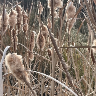 Typha domingensis (Bullrush) at Pialligo, ACT - 8 Aug 2024 by JaneR