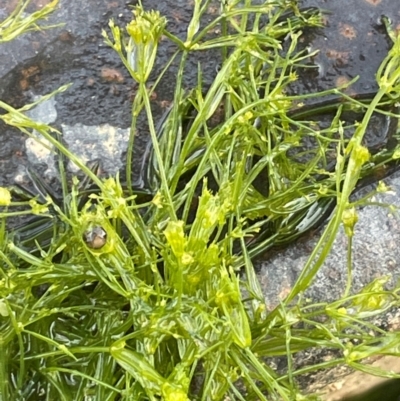 Characeae (family) (Stonewort (A freshwater algae)) at Pialligo, ACT - 8 Aug 2024 by JaneR