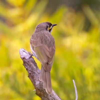 Caligavis chrysops (Yellow-faced Honeyeater) at Manly, NSW - 5 Aug 2024 by jb2602