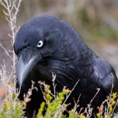 Corvus coronoides (Australian Raven) at Manly, NSW - 5 Aug 2024 by jb2602