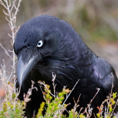 Corvus coronoides (Australian Raven) at Manly, NSW - 5 Aug 2024 by jb2602