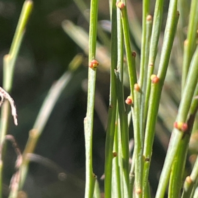 Exocarpos strictus (Dwarf Cherry) at Rossi, NSW - 7 Aug 2024 by JaneR