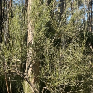 Exocarpos strictus at Rossi, NSW - 7 Aug 2024