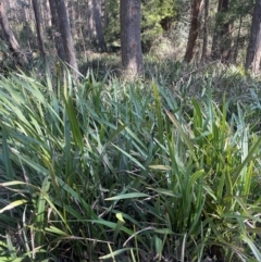 Dianella tasmanica (Tasman Flax Lily) at Rossi, NSW - 7 Aug 2024 by JaneR