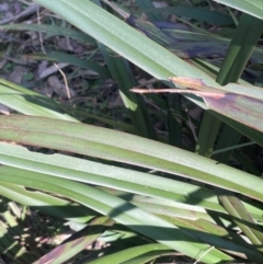 Dianella tasmanica at Rossi, NSW - 7 Aug 2024 10:39 AM