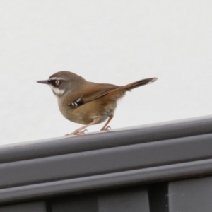 Sericornis frontalis at Hughes, ACT - 8 Aug 2024 04:14 PM