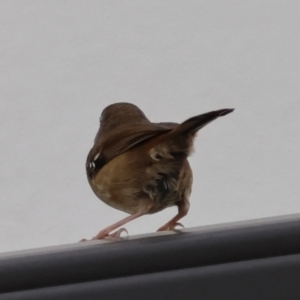 Sericornis frontalis at Hughes, ACT - 8 Aug 2024 04:14 PM