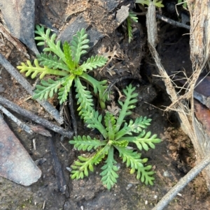 Cotula alpina at Farringdon, NSW - 7 Aug 2024