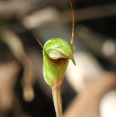 Pterostylis concinna (Trim Greenhood) at Thirlmere, NSW - 7 Aug 2024 by Curiosity