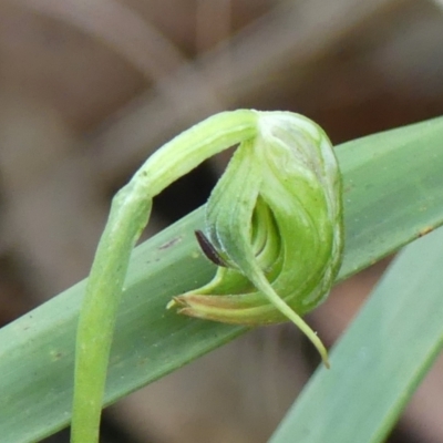 Pterostylis nutans (Nodding Greenhood) at Thirlmere, NSW - 7 Aug 2024 by Curiosity