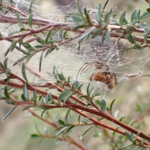 Deliochus idoneus at Cook, ACT - 6 Aug 2024 01:44 PM