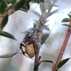 Deliochus idoneus at Cook, ACT - 6 Aug 2024 01:44 PM