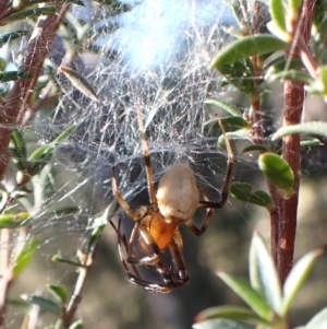 Deliochus idoneus at Cook, ACT - 6 Aug 2024 01:44 PM