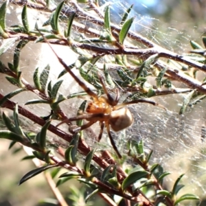 Deliochus idoneus at Cook, ACT - 6 Aug 2024 01:44 PM