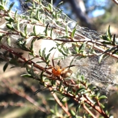 Deliochus idoneus at Cook, ACT - 6 Aug 2024 01:44 PM