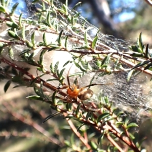 Deliochus idoneus at Cook, ACT - 6 Aug 2024 01:44 PM