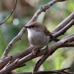 Malurus cyaneus (Superb Fairywren) at Mount Annan, NSW - 2 Aug 2024 by jb2602