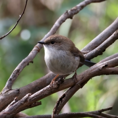 Malurus cyaneus (Superb Fairywren) at Mount Annan, NSW - 2 Aug 2024 by jb2602