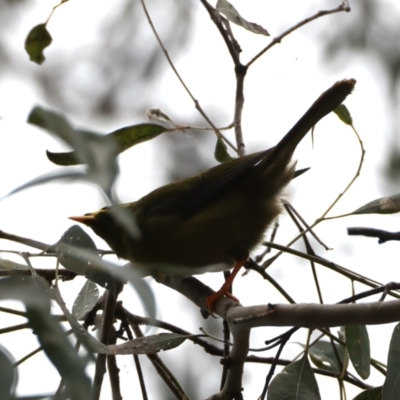 Manorina melanophrys (Bell Miner) at Mount Annan, NSW - 2 Aug 2024 by jb2602