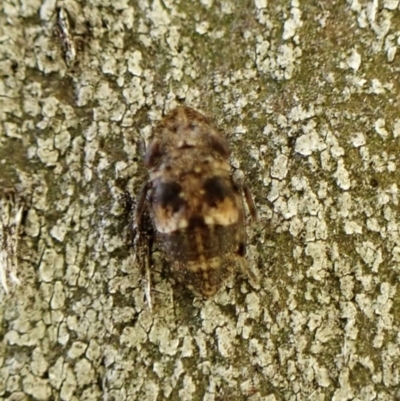 Stenocotini sp. (tribe) (A leafhopper) at Cook, ACT - 5 Aug 2024 by CathB