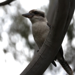 Dacelo novaeguineae (Laughing Kookaburra) at Mount Annan, NSW - 2 Aug 2024 by jb2602