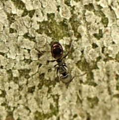 Ochetellus sp. (genus) (Black House Ant) at Cook, ACT - 5 Aug 2024 by CathB