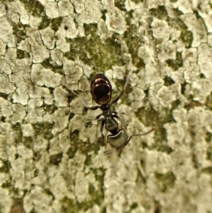 Ochetellus sp. (genus) at Cook, ACT - 5 Aug 2024 04:11 PM