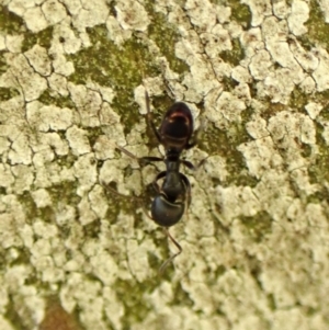 Ochetellus sp. (genus) at Cook, ACT - 5 Aug 2024 04:11 PM