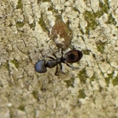 Ochetellus sp. (genus) at Cook, ACT - 5 Aug 2024 04:11 PM