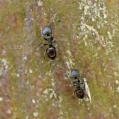 Ochetellus sp. (genus) at Cook, ACT - 5 Aug 2024 04:11 PM