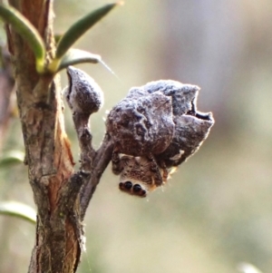 Opisthoncus serratofasciatus at Cook, ACT - 6 Aug 2024 01:43 PM