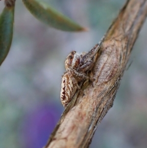 Opisthoncus serratofasciatus at Cook, ACT - 6 Aug 2024 01:43 PM