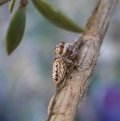 Opisthoncus serratofasciatus at Cook, ACT - 6 Aug 2024 01:43 PM