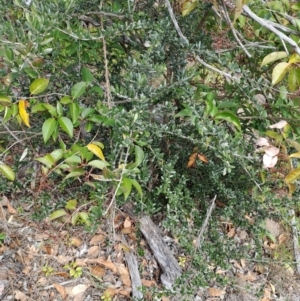 Olea europaea subsp. cuspidata at Fisher, ACT - 9 Aug 2024 10:42 AM