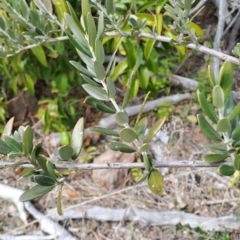 Olea europaea subsp. cuspidata at Fisher, ACT - 9 Aug 2024 10:42 AM