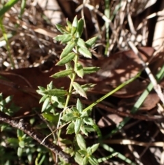 Gonocarpus tetragynus (Common Raspwort) at Cook, ACT - 8 Aug 2024 by CathB