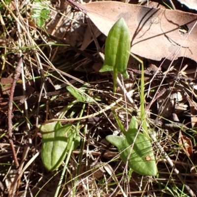 Rumex acetosella (Sheep Sorrel) at Cook, ACT - 6 Aug 2024 by CathB