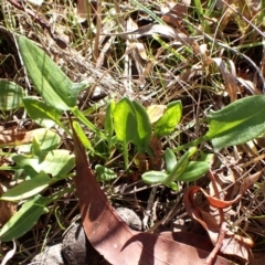 Rumex acetosella at Cook, ACT - 6 Aug 2024 02:02 PM