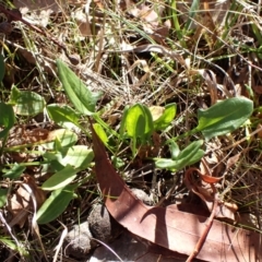 Rumex acetosella at Cook, ACT - 6 Aug 2024 02:02 PM