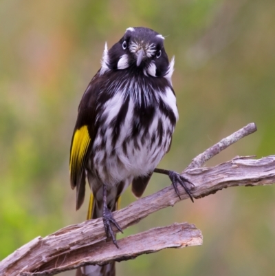 Phylidonyris novaehollandiae (New Holland Honeyeater) at Manly, NSW - 5 Aug 2024 by jb2602