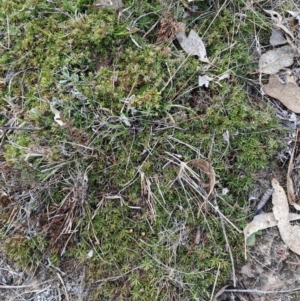 Styphelia humifusum at Fisher, ACT - 9 Aug 2024