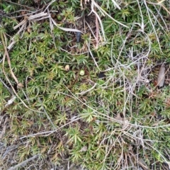 Styphelia humifusum at Fisher, ACT - 9 Aug 2024