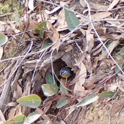 Pardalotus punctatus (Spotted Pardalote) at Aranda, ACT - 8 Aug 2024 by CathB